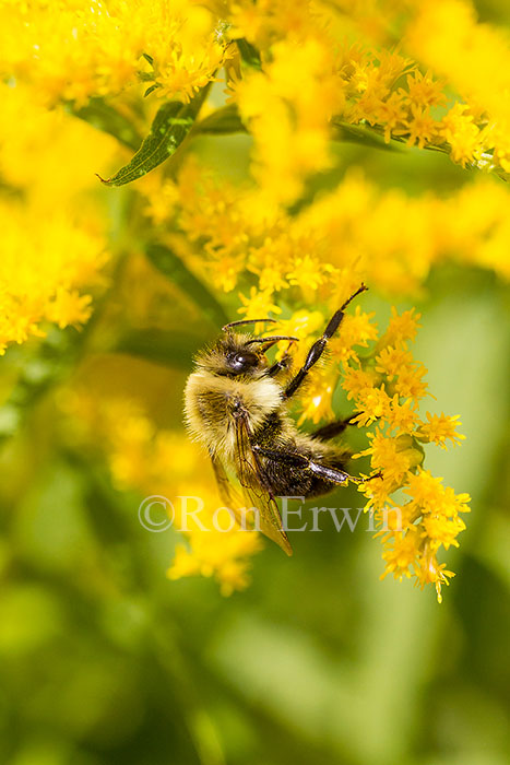 Bumblebee on Goldenrod