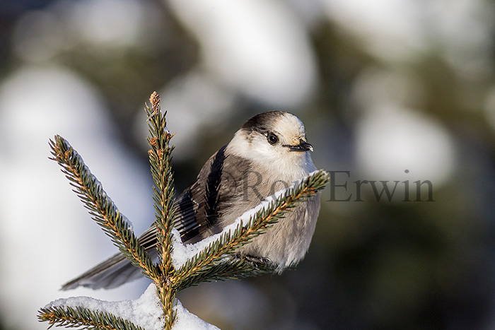 Gray Jay