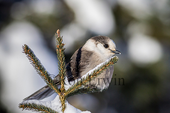 Gray Jay