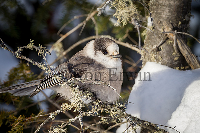 Gray Jay