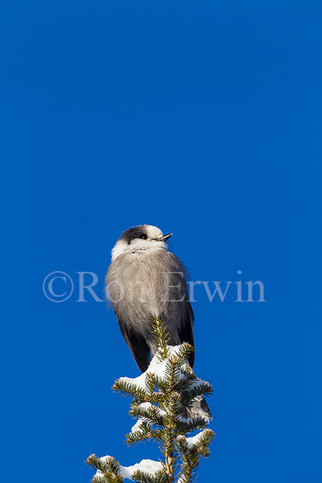 Gray Jay