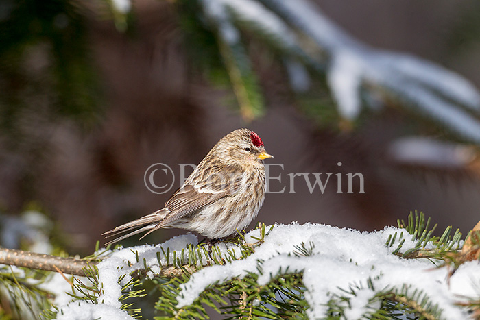 Common Redpoll Female