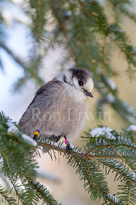 Gray Jay