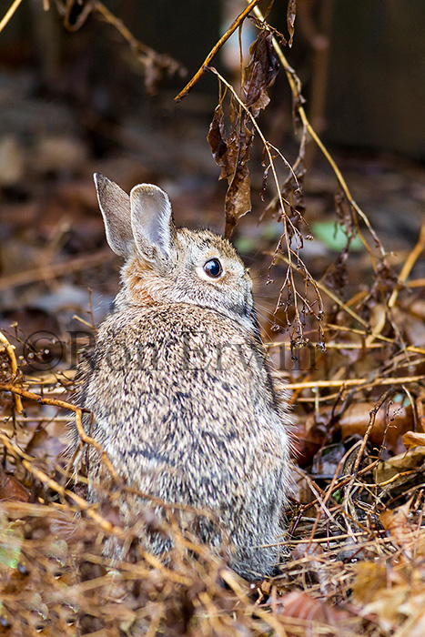 Eastern Cottontail