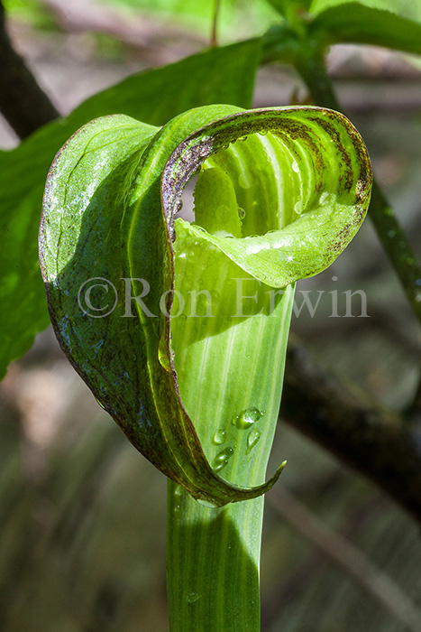 Jack-in-the-pulpit