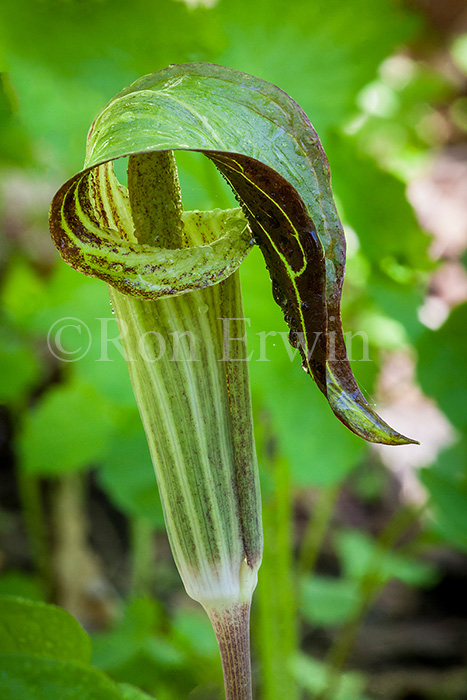 Jack-in-the-pulpit