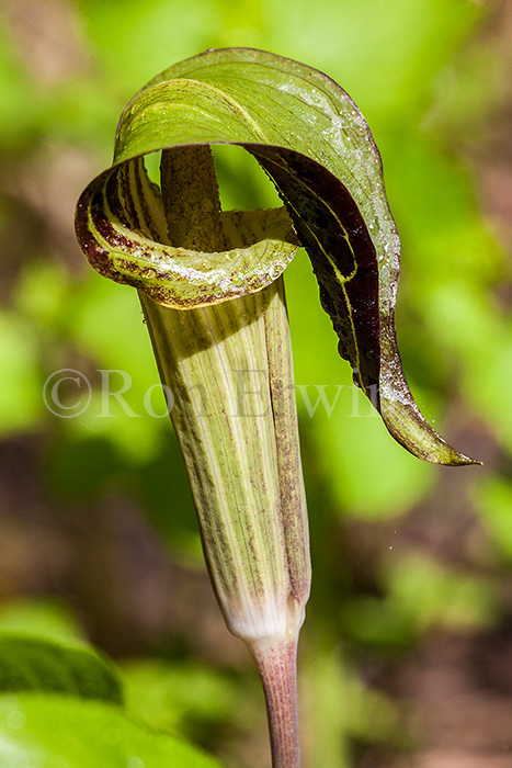 Jack-in-the-pulpit