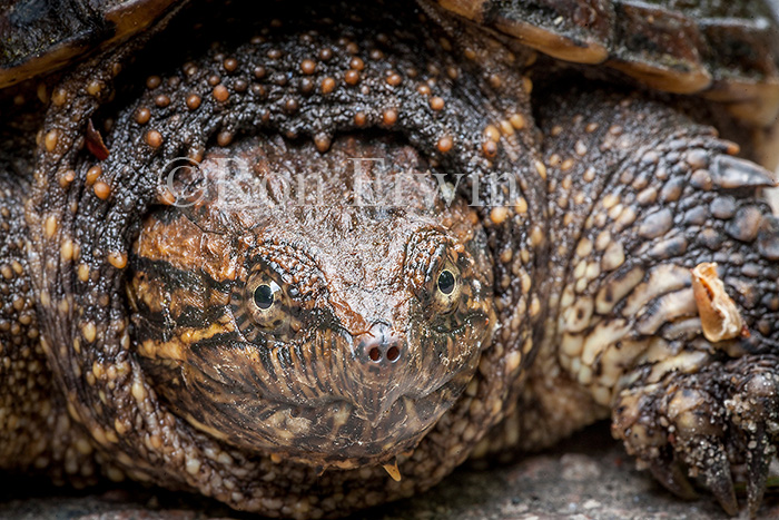 Young Snapping Turtle