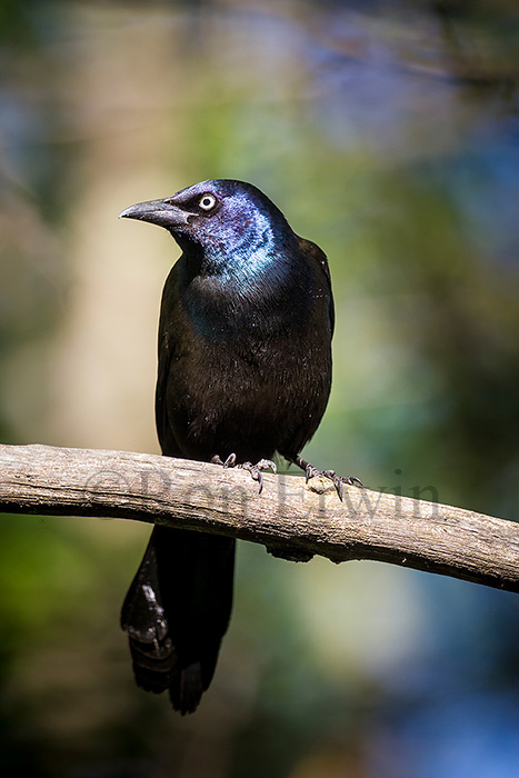 Common Grackle
