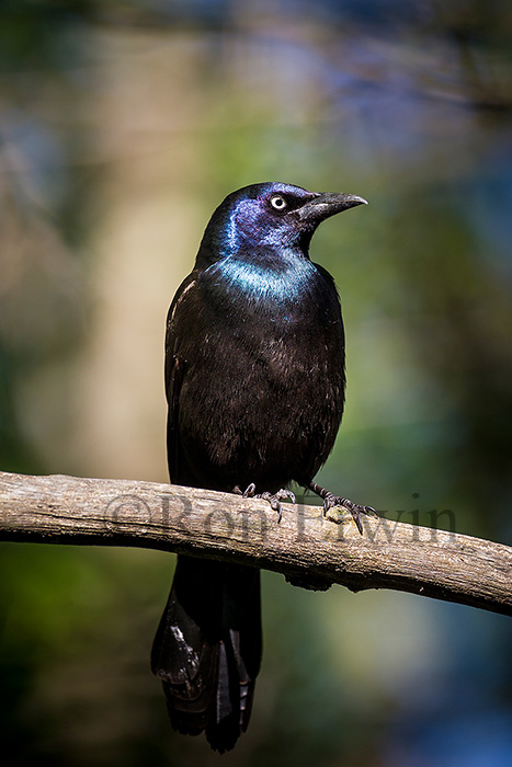 Common Grackle