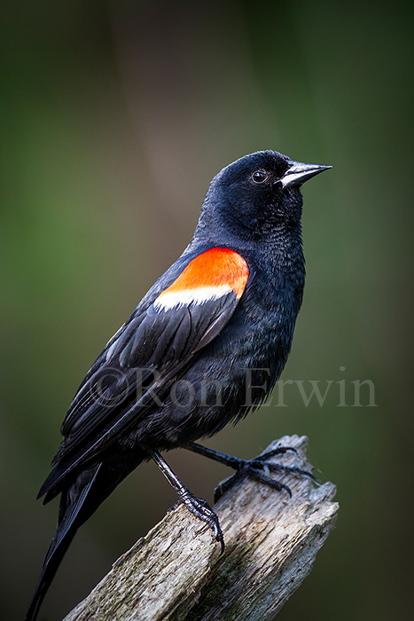 Red-winged Blackbird Male