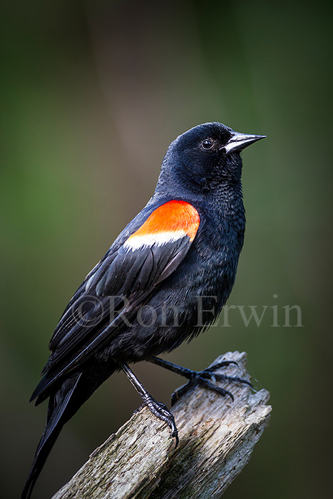 Red-winged Blackbird Male