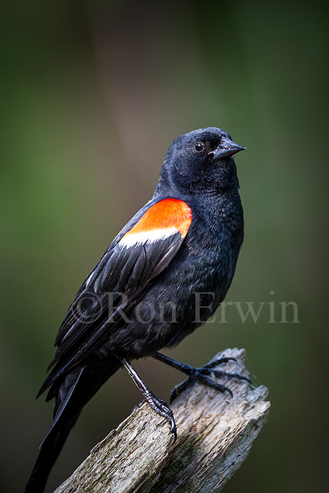 Red-winged Blackbird Male