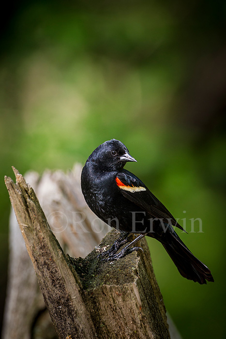 Red-winged Blackbird Male