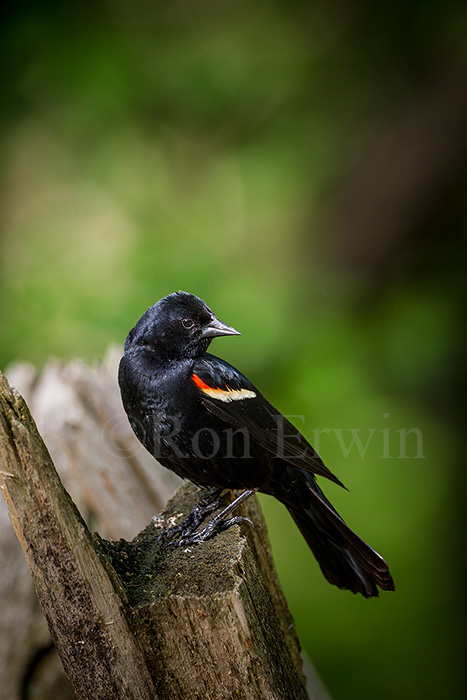 Red-winged Blackbird Male