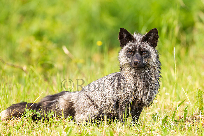 Silver Fox