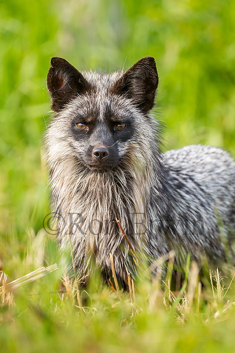 Silver Fox