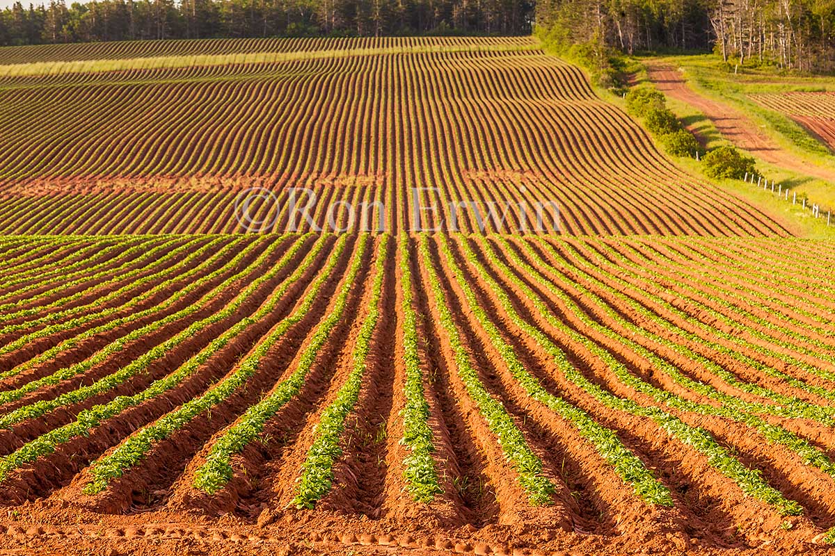 PEI Potato Field