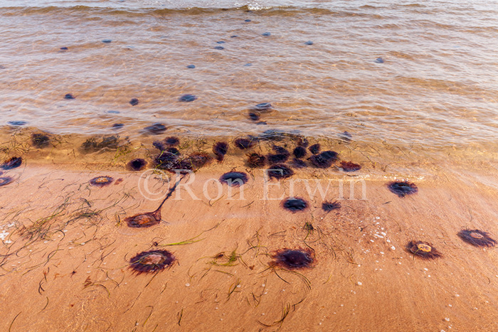 Arctic Red Jellyfish