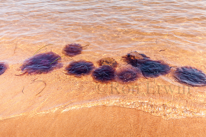 Arctic Red Jellyfish