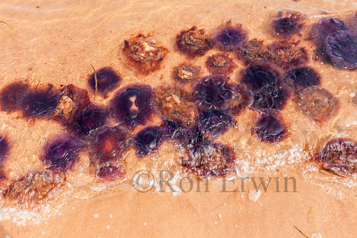 Arctic Red Jellyfish