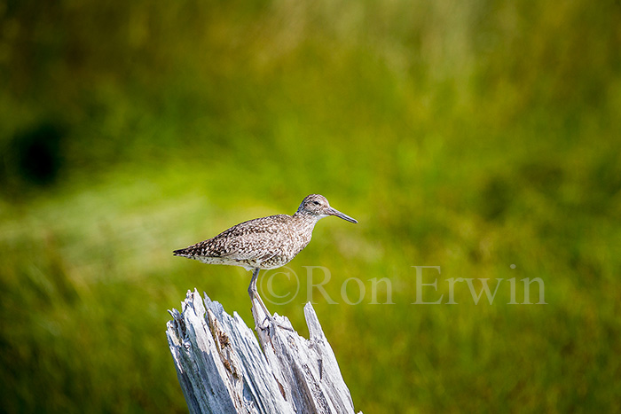Willet