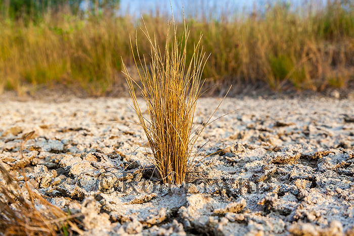Cracked Mud and Grasses
