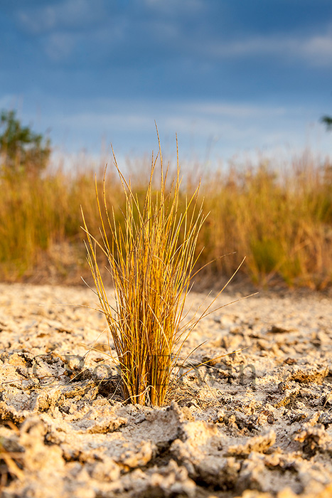 Cracked Mud and Grasses