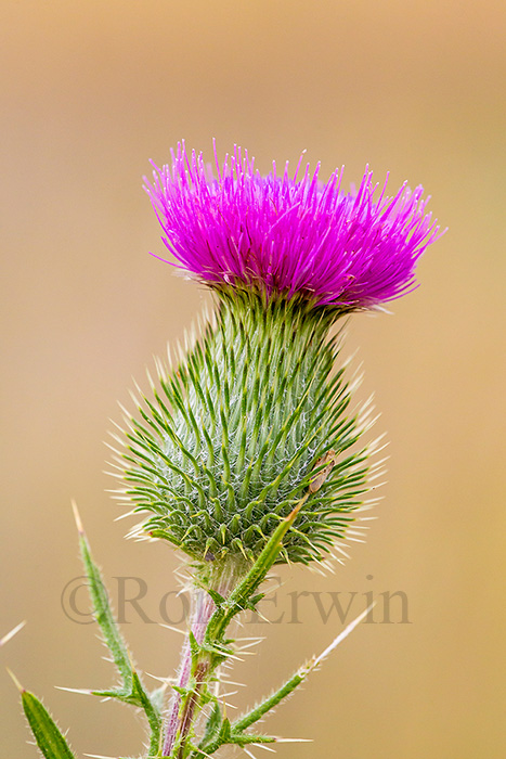 Bull Thistle Flower