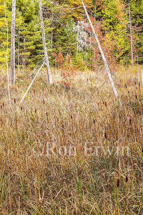 Cattails in Fall