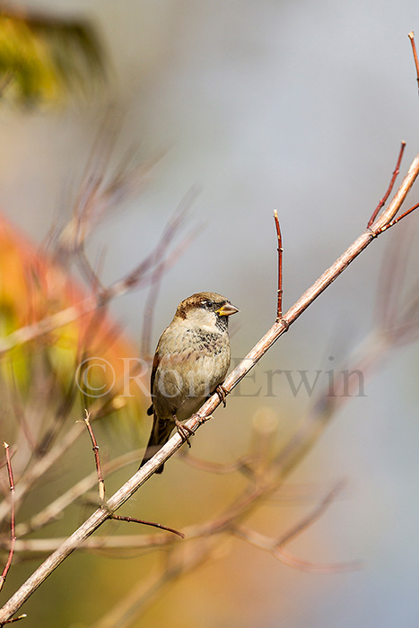 Male House Sparrow