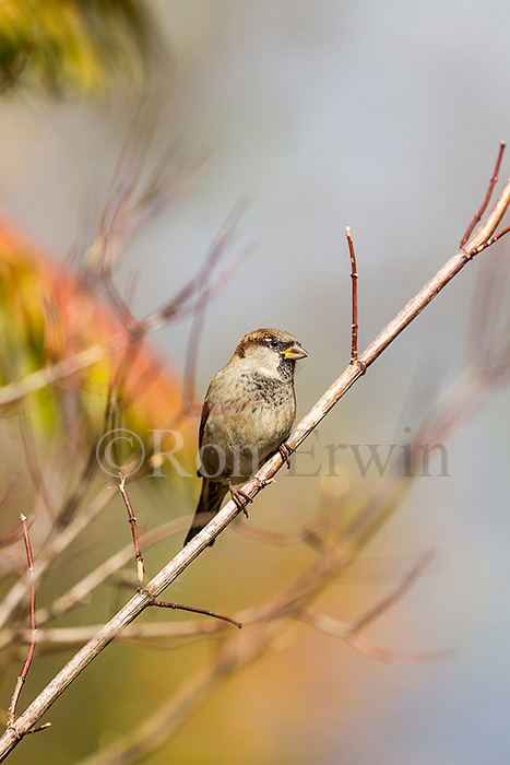 Male House Sparrow