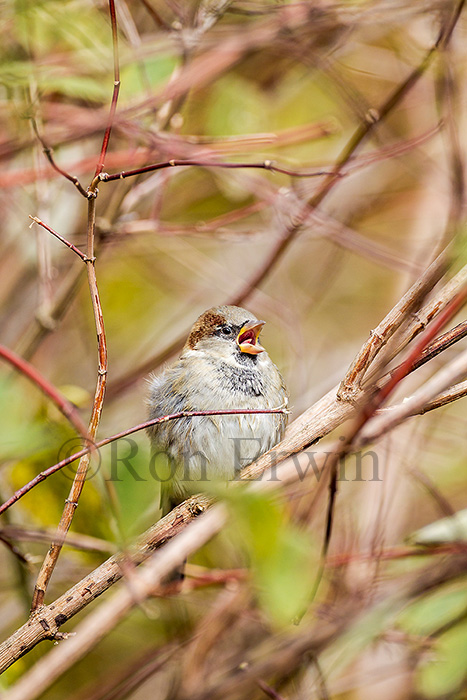 Male House Sparrow
