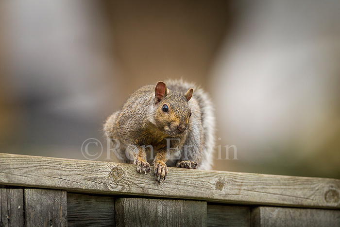 Eastern Gray Squirrel