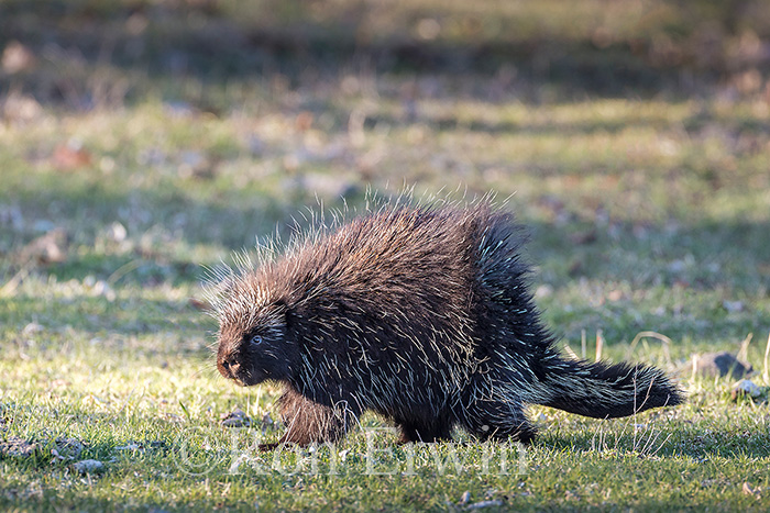 Porcupine