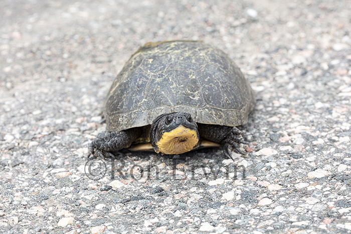 Blanding's Turtle