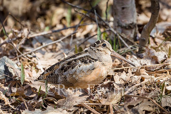 American Woodcock