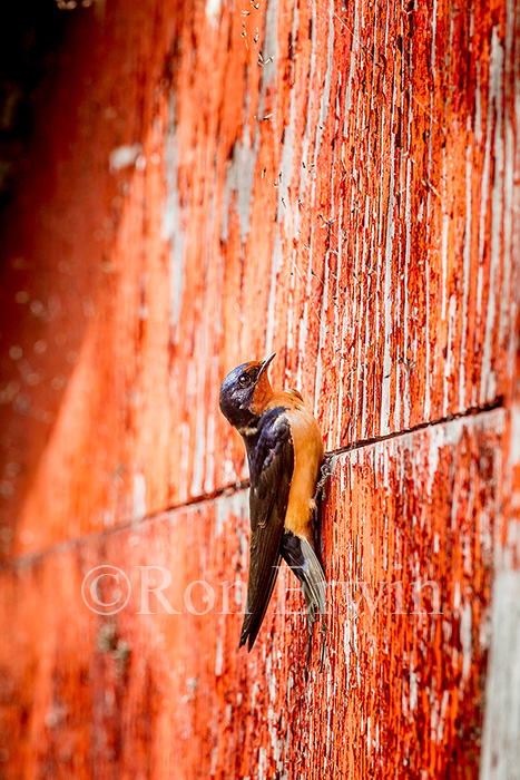 Barn Swallow