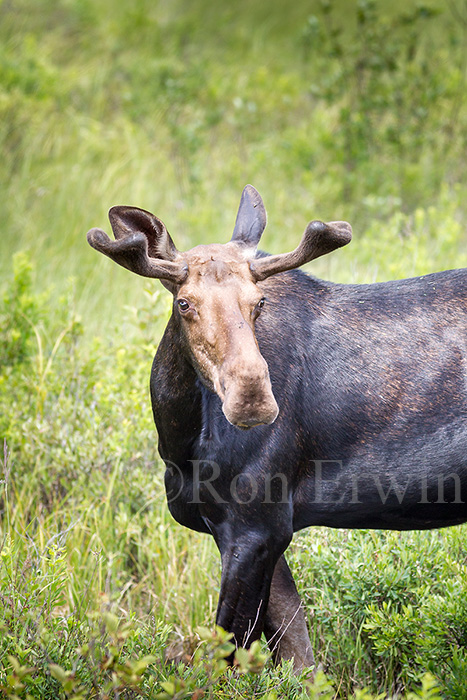 Bull Moose