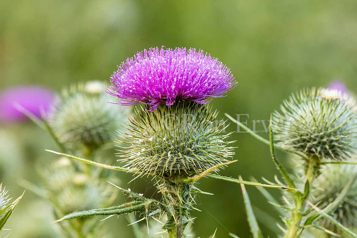 Bull Thistle Flower
