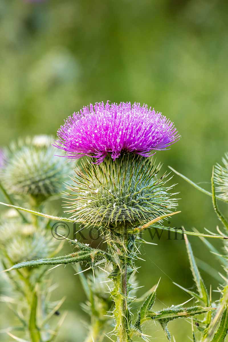 Bull Thistle Flower
