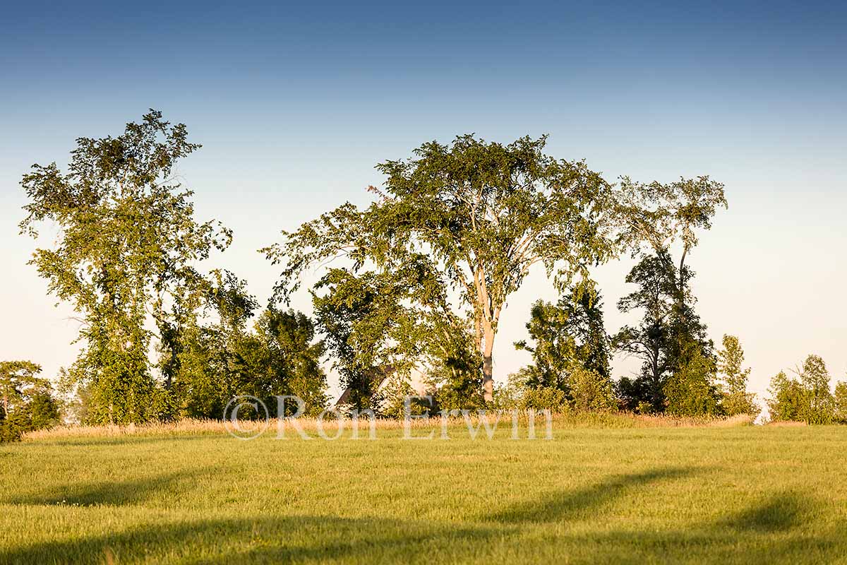 Elm Trees in Ontario