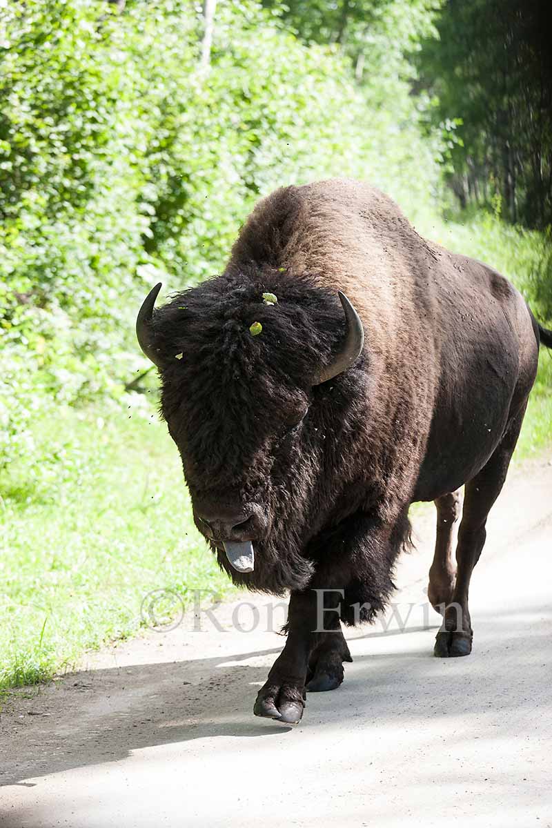 Plains Bison