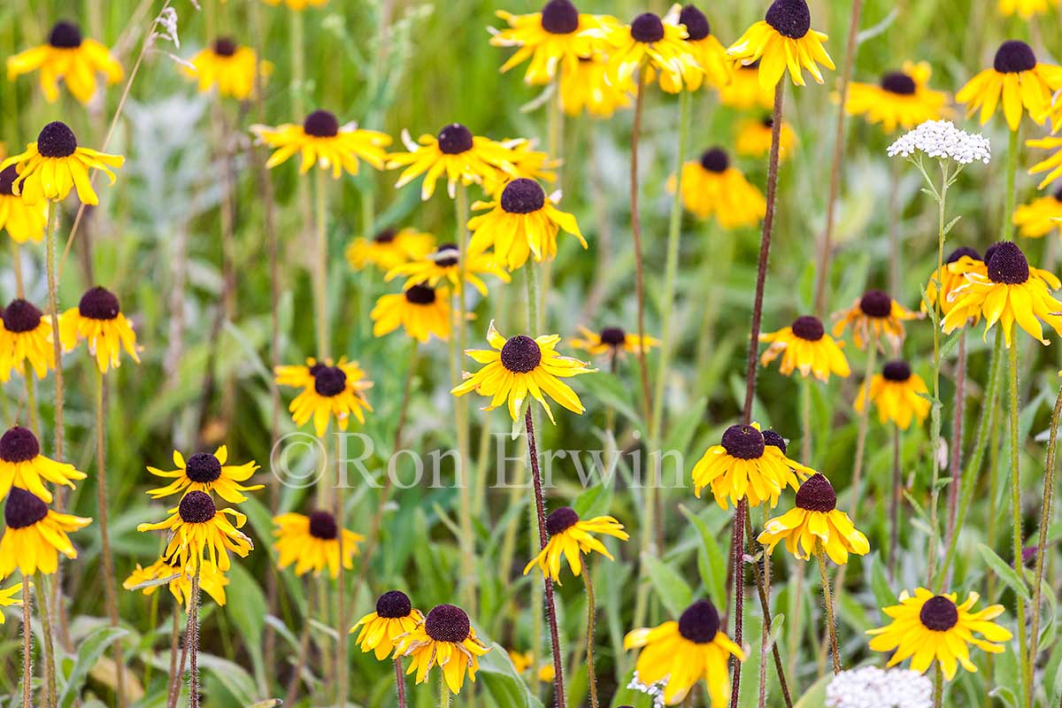 Black-eyed Susan Wildflowers