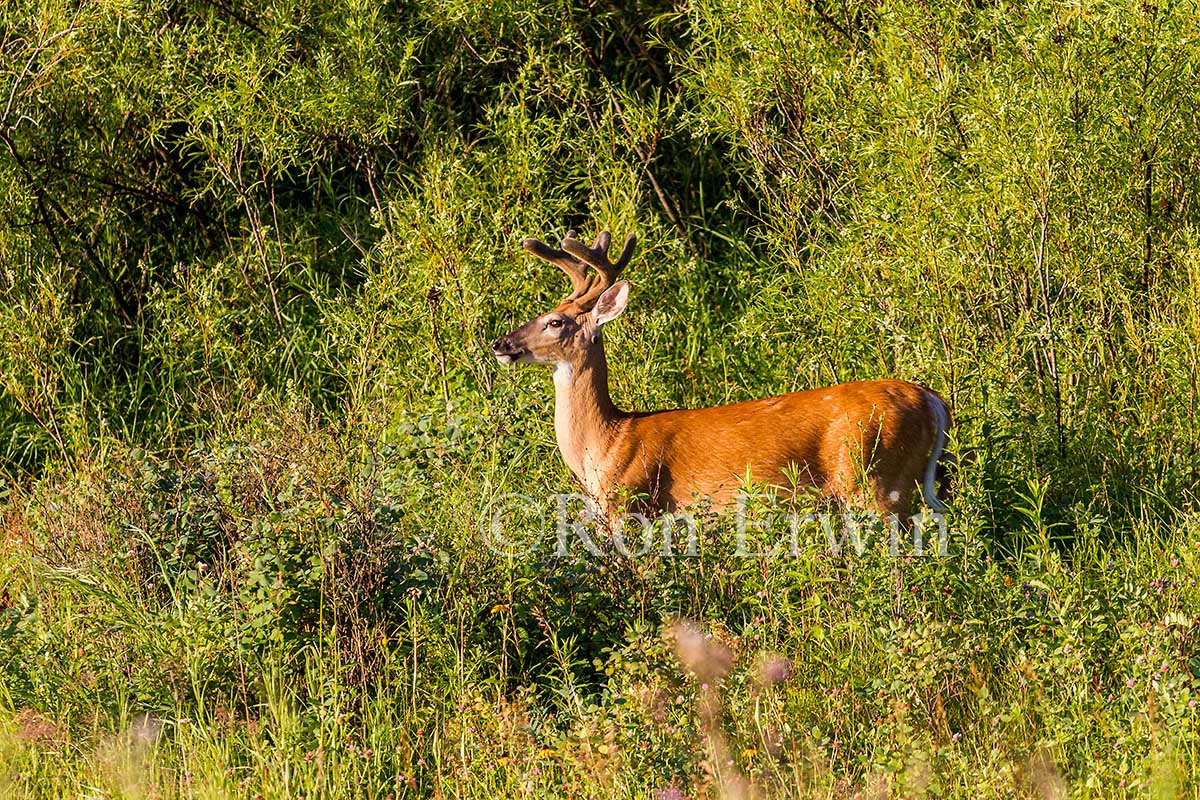 White-tailed Deer Buck