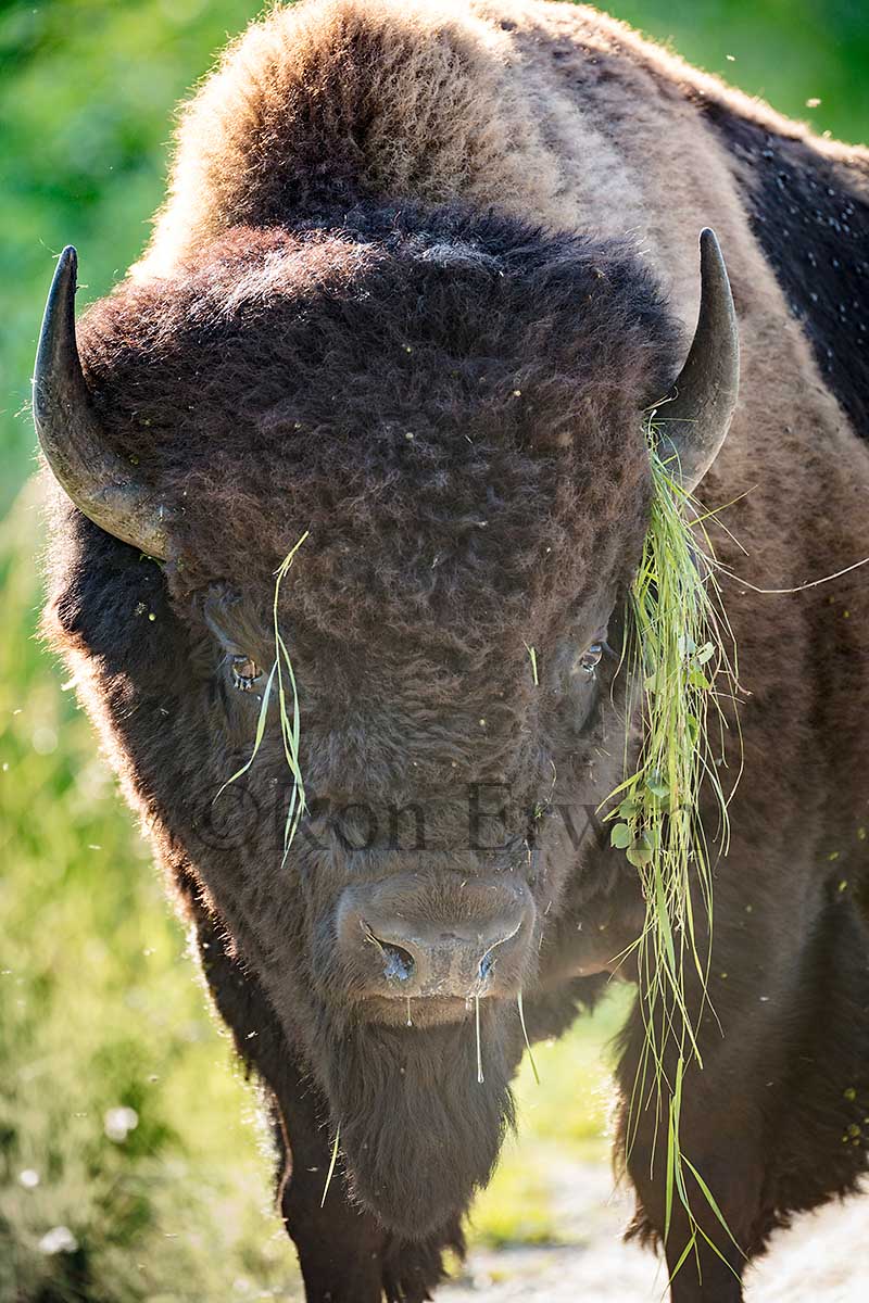 Plains Bison