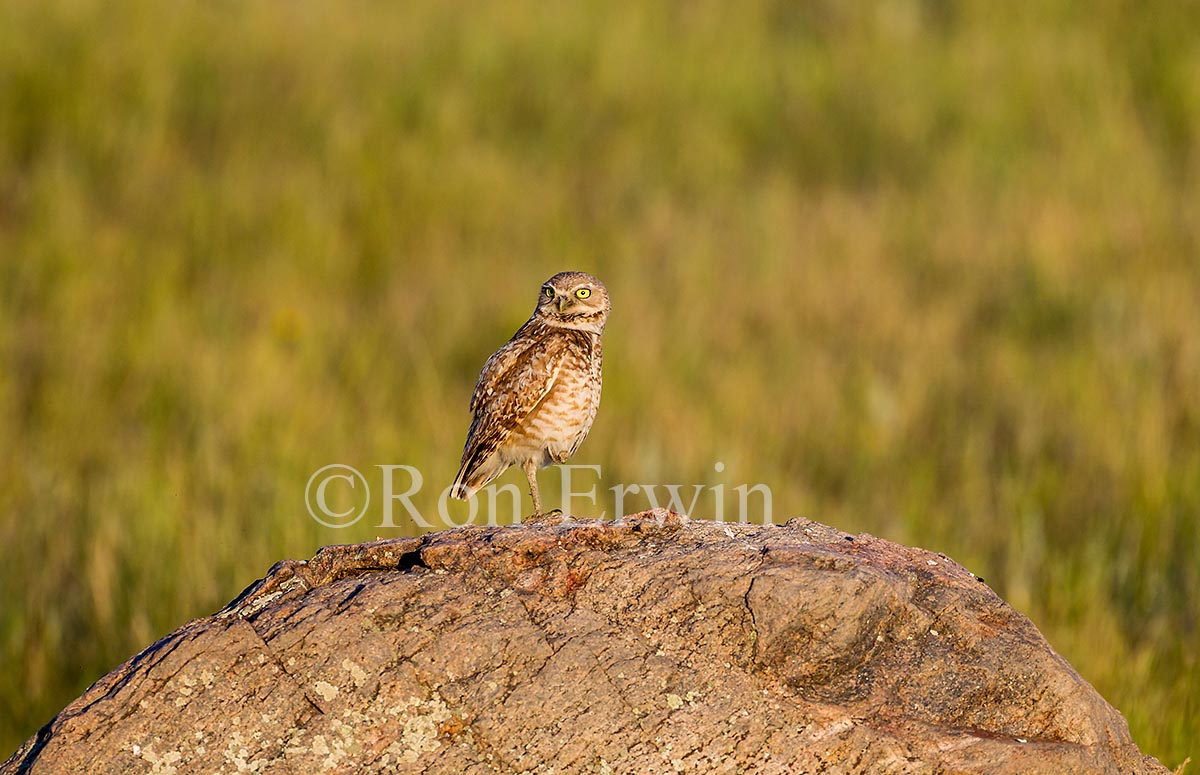 Burrowing Owl