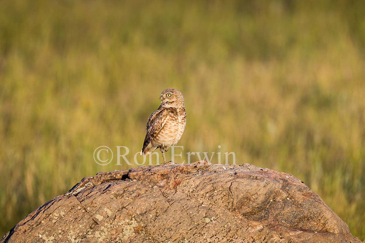Burrowing Owl