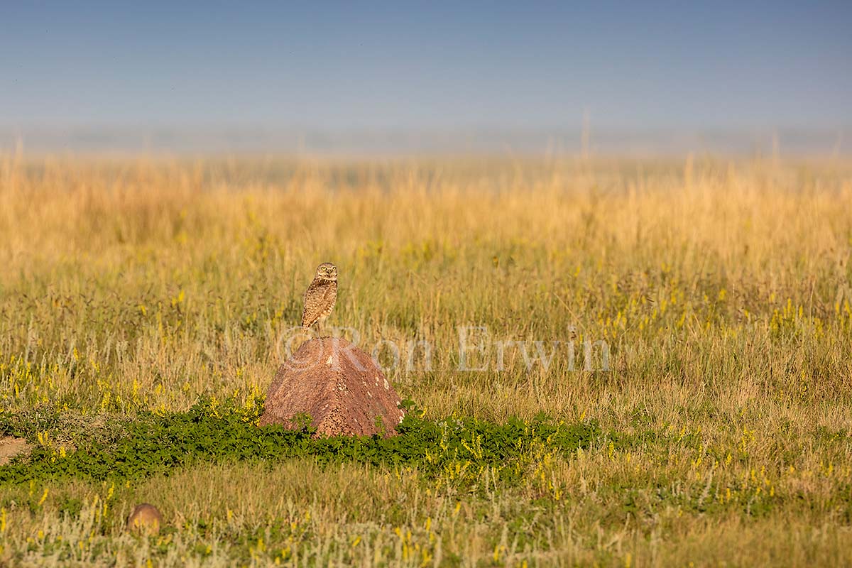 Burrowing Owl
