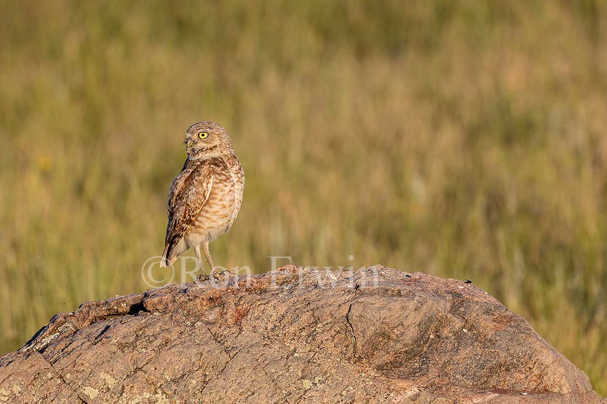 Burrowing Owl
